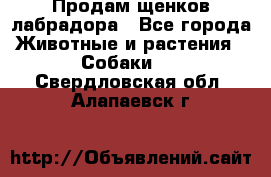 Продам щенков лабрадора - Все города Животные и растения » Собаки   . Свердловская обл.,Алапаевск г.